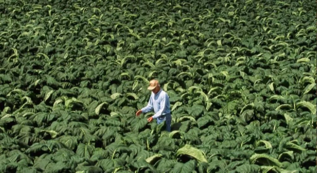 Harvesting tobacco leaves in Brazil