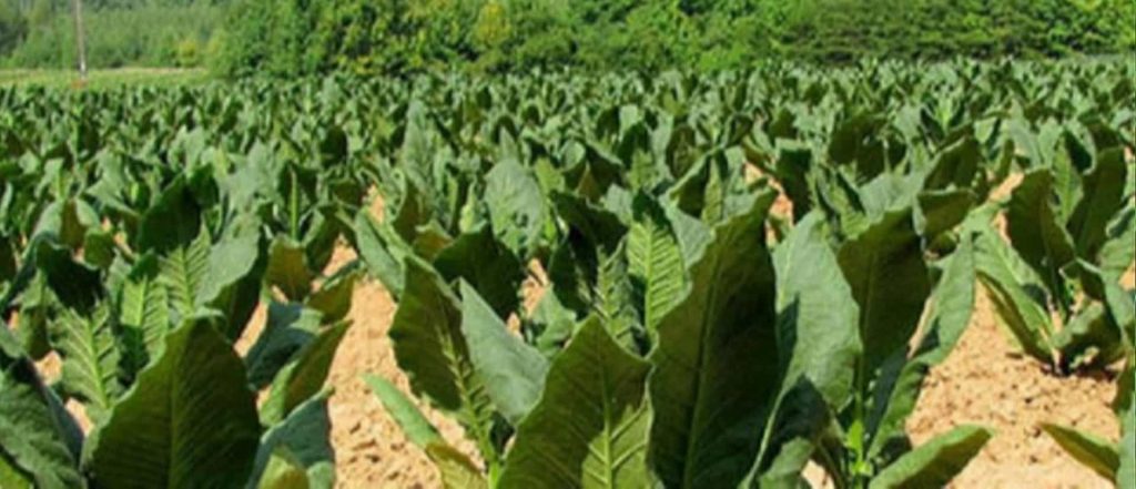 Tobacco plants growing in a Virginia field